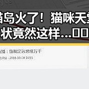 日本猫岛火了！猫咪天堂的现状竟然这样…🐱✨