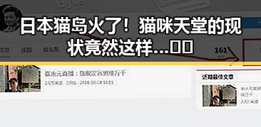 日本猫岛火了!猫咪天堂的现状竟然这样…🐱✨